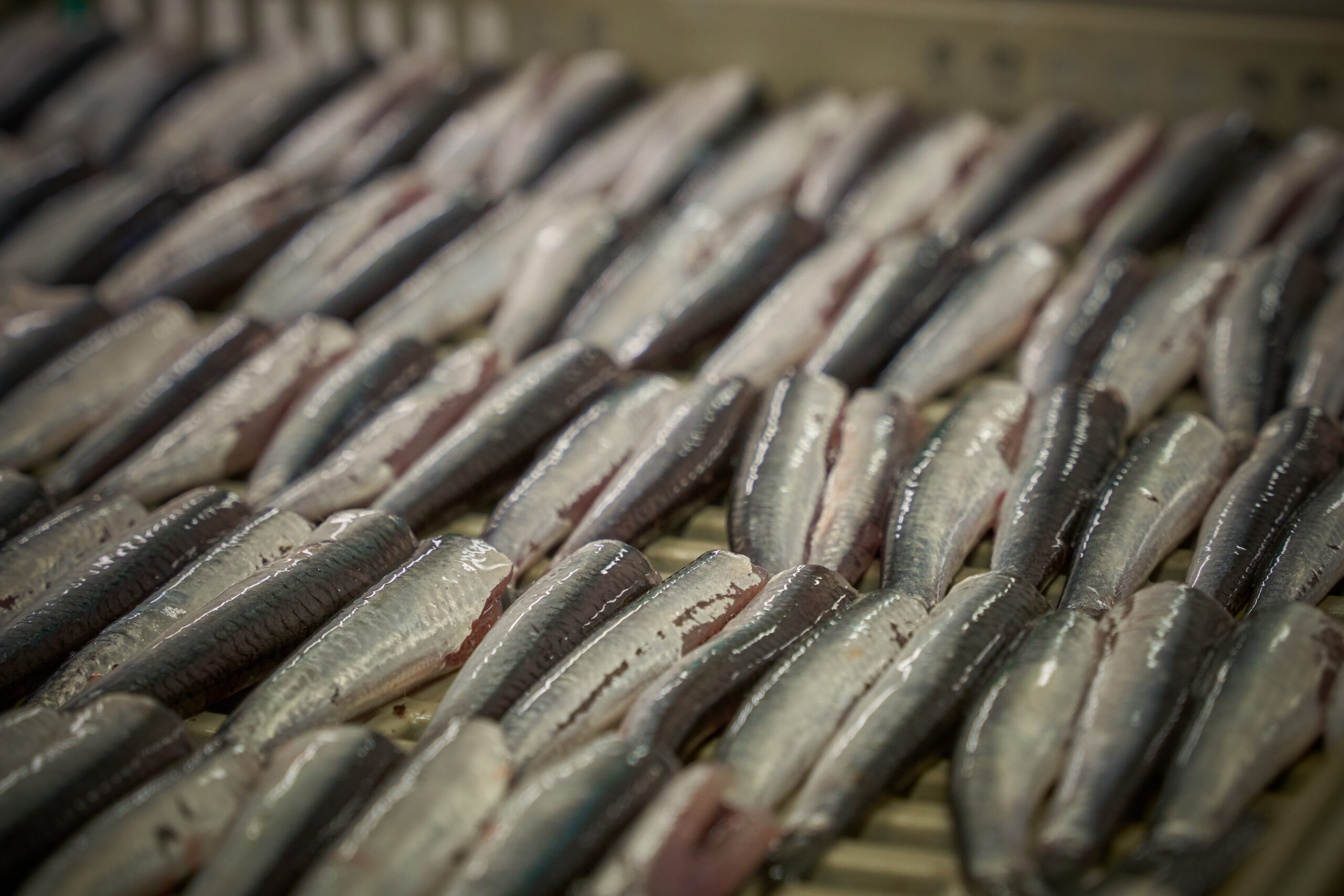 Boquerones sin cabeza en parrilla de cocción