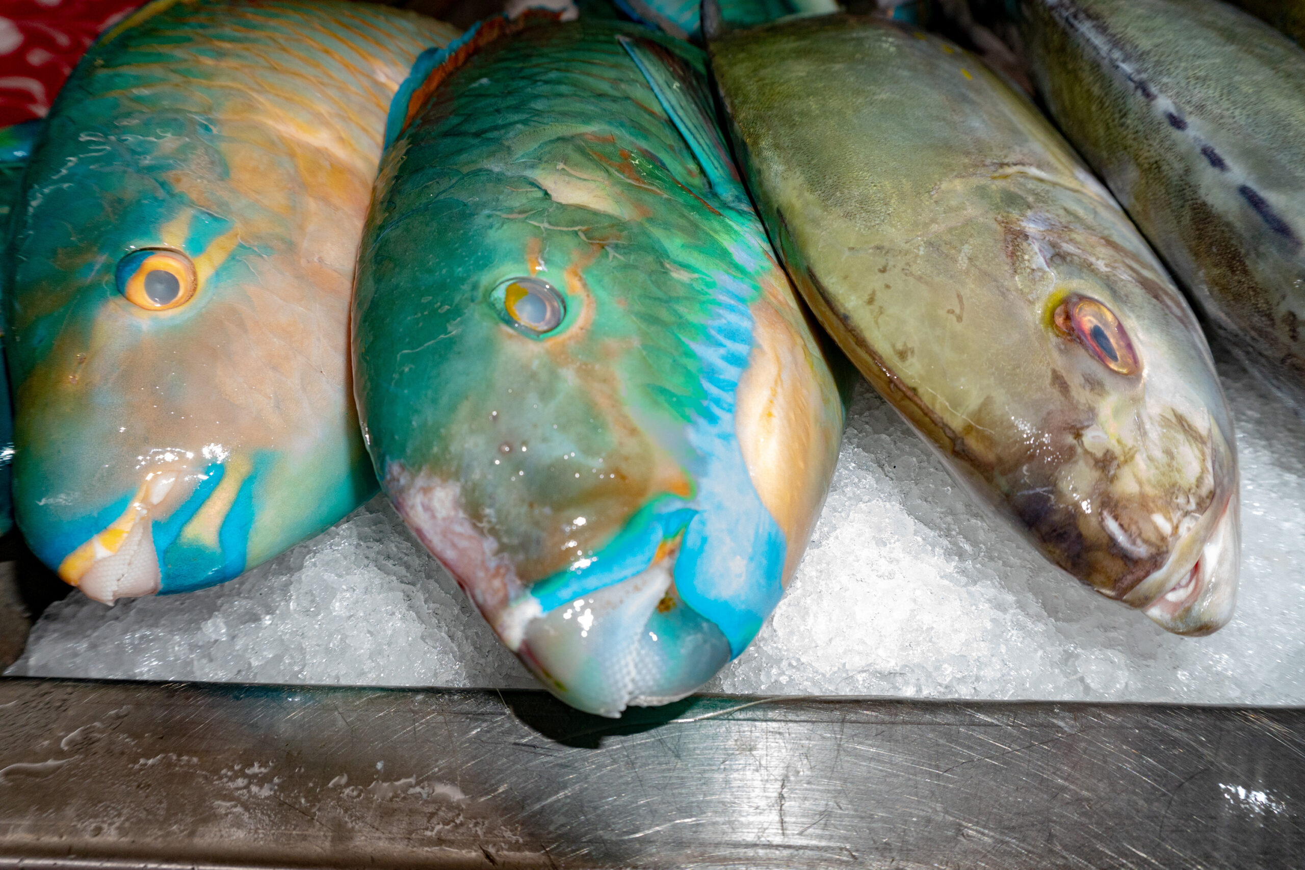 parrot fish at fish market