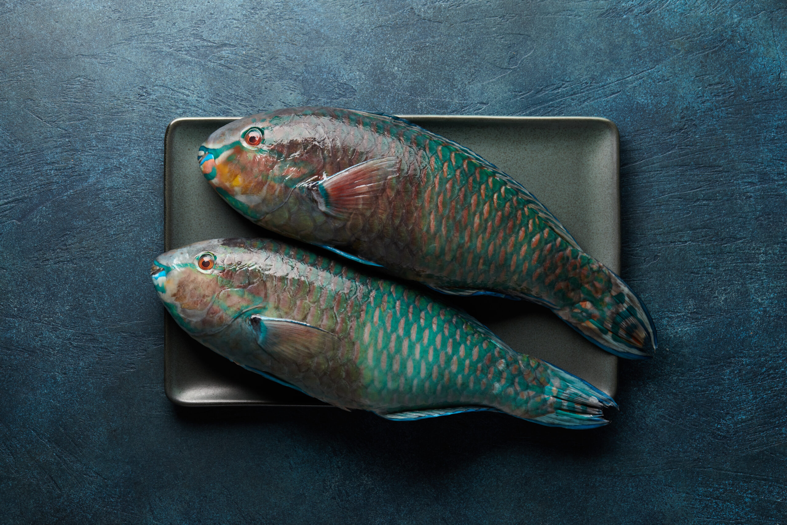 Fresh raw parrot fish cooking on blue stone background